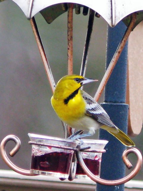 Bullock's Oriole